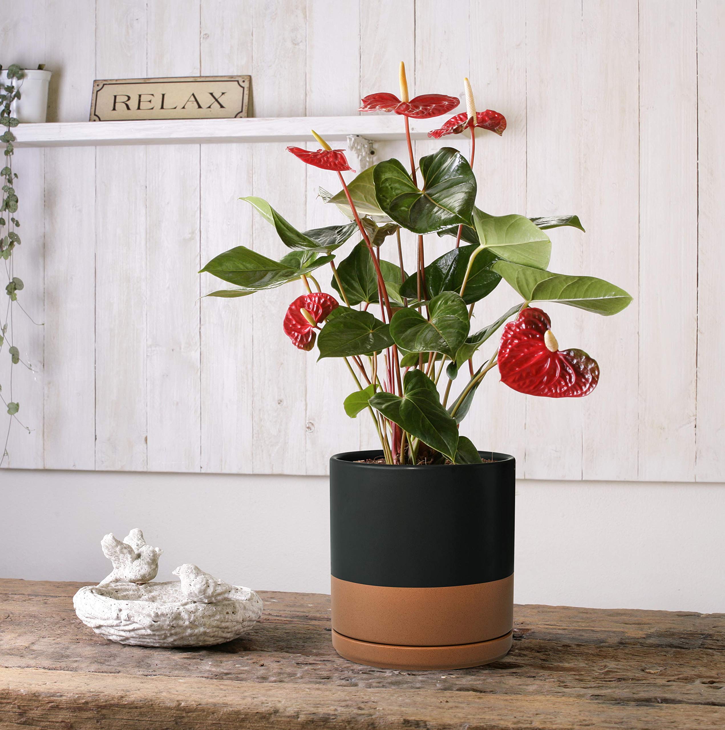 8 Inch & 10 Inch Ceramic Plant Pots with Drainage Hole and Saucer - Large Flower Planters for Indoor Outdoor Home Garden Decor (Black/Speckled Tan) - Perfect for Succulents, Herbs, and Houseplants