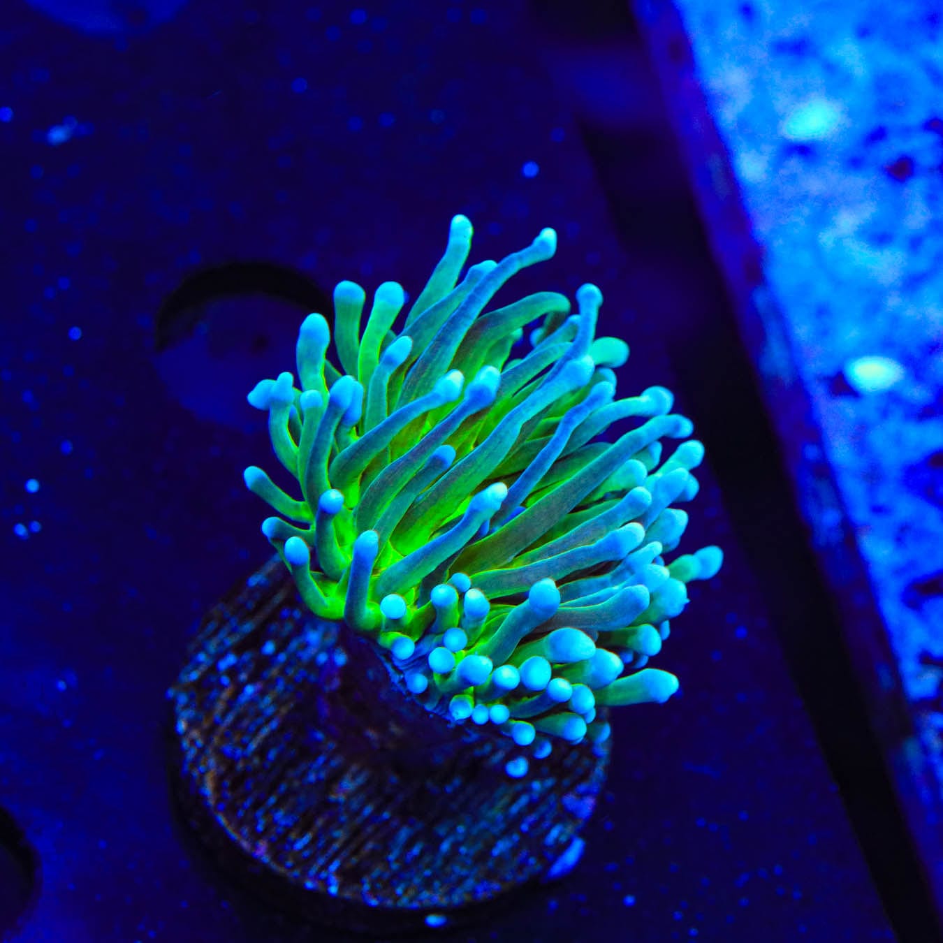 Electric Torch Coral - Euphyllia Glabrescens Saltwater Aquarium Coral for Reef Tanks | Perfect for Marine Aquascaping and Coral Propagation