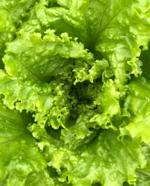 Lettuce Leaves