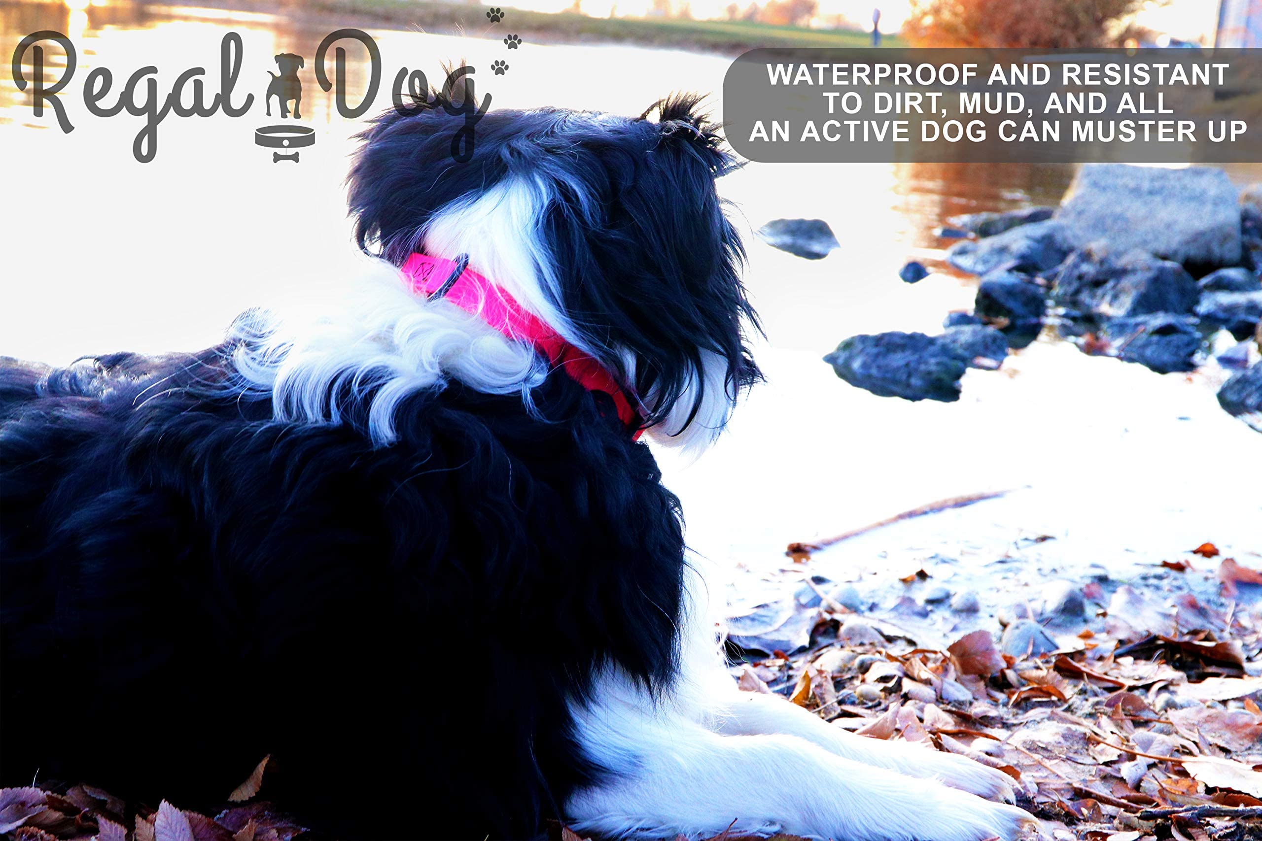 Regal Dog Products Small Teal Waterproof Dog Collar - Adjustable, High Strength Buckle & Heavy Duty Ring - Training Collar for Small Dogs & Puppies - Perfect for Outdoor Adventures, Walks & Water Activities