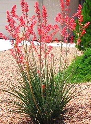 Red Yucca Plants (Hesperaloe Parviflora) - 3 Live Evergreen Succulents in 6 Inch Pots - Drought-Tolerant, Bird-Friendly Landscape Plants for Xeriscaping & Desert Gardens