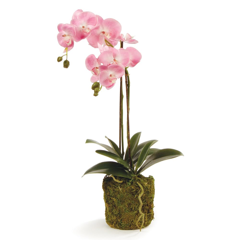 Premium Phalaenopsis Orchid Drop-In - 23
