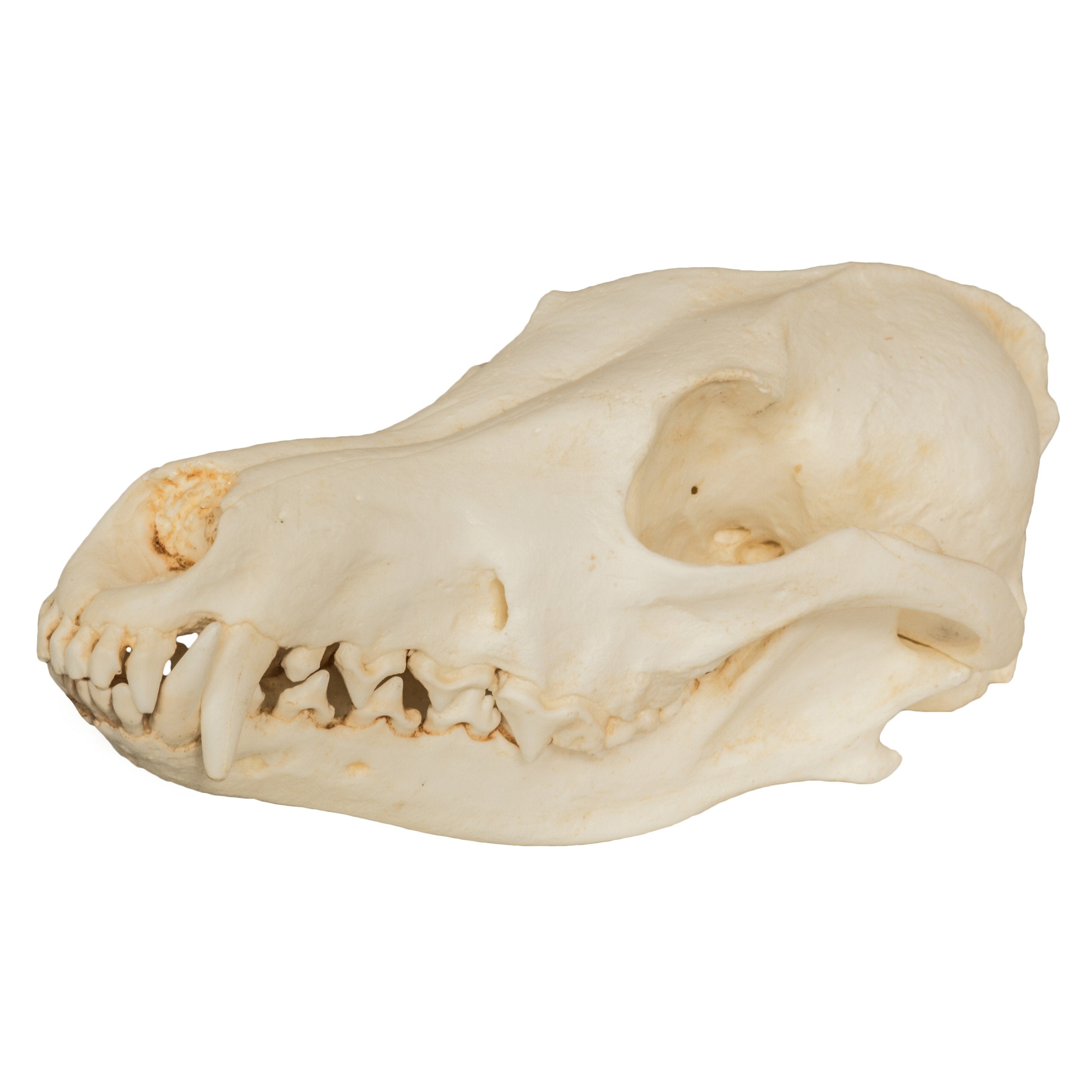 Authentic Replica Coyote Skull - Lifelike Taxidermy Decor for Home, Office & Halloween Displays | Perfect for Gothic Decor, Science Education & Horror Props