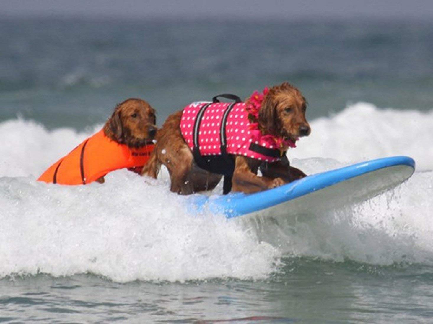 GabeFish Dog Life Jacket - XL Pet Safety Vest with Reflective Strips & Harness for Swimming, Boating & Water Activities (Bone Pink)