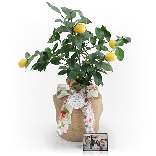 MOTHER'S DAY FLORAL