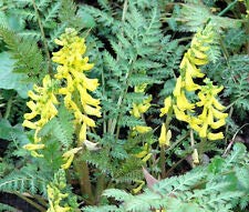 Corydalis Ferny Corydalis Cheilanthifolia Seeds - 100 Bulk Lulu Certified Organic Seeds for Garden Planting, Landscaping, and Medicinal Herb Gardens
