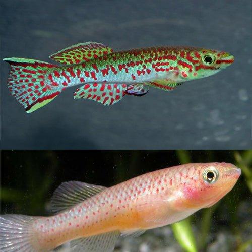 Steel Blue Killifish (Pair) - Aphyosemion gardneri | Live Aquarium Fish for Freshwater Tanks | Perfect for Community Aquariums & Breeding Projects