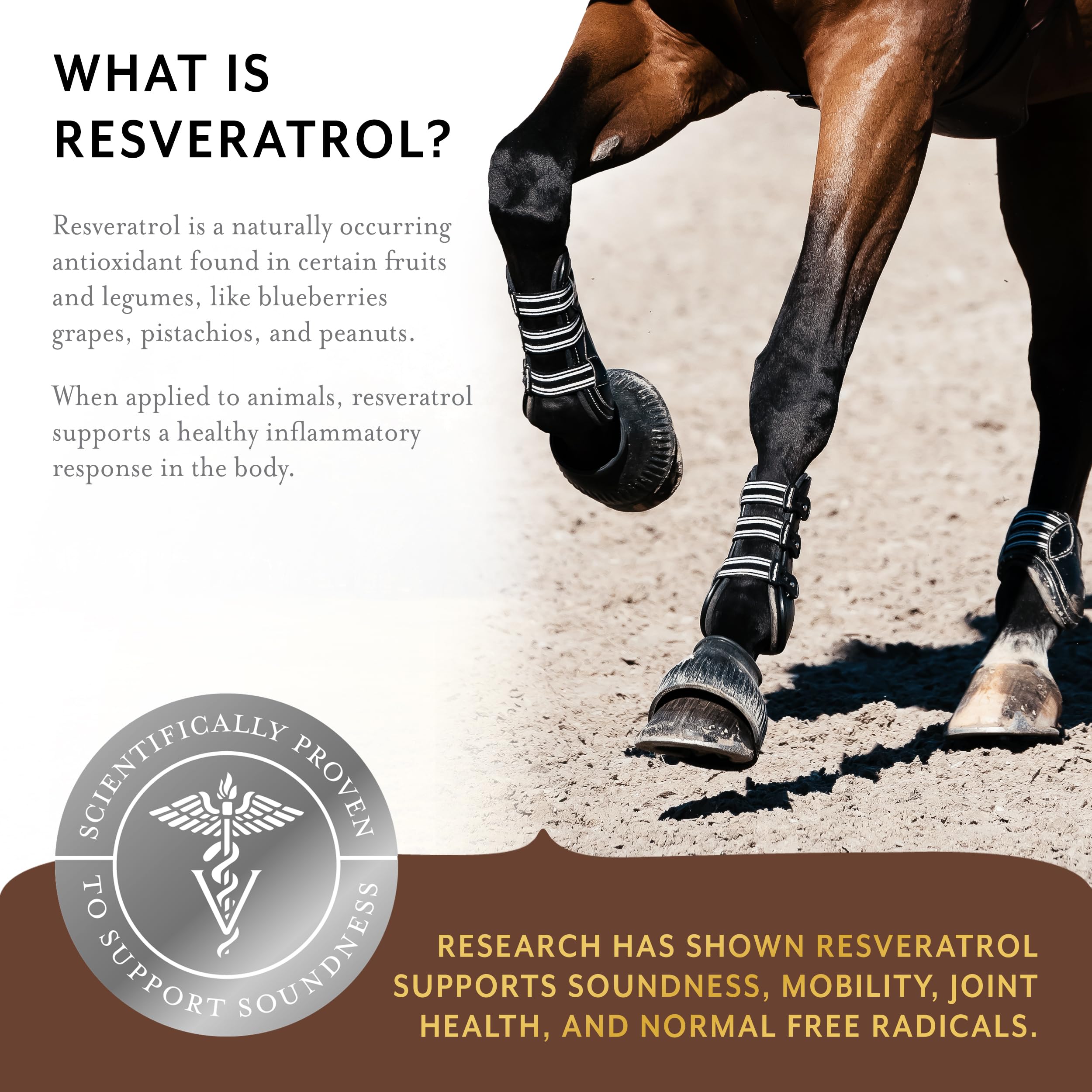 Equithrive Original Joint Supplement Powder for Horses - Resveratrol & Hyaluronic Acid Formula - 2 lb Bag - Supports Mobility & Joint Health - Ideal for Performance Horses & Senior Equine Care