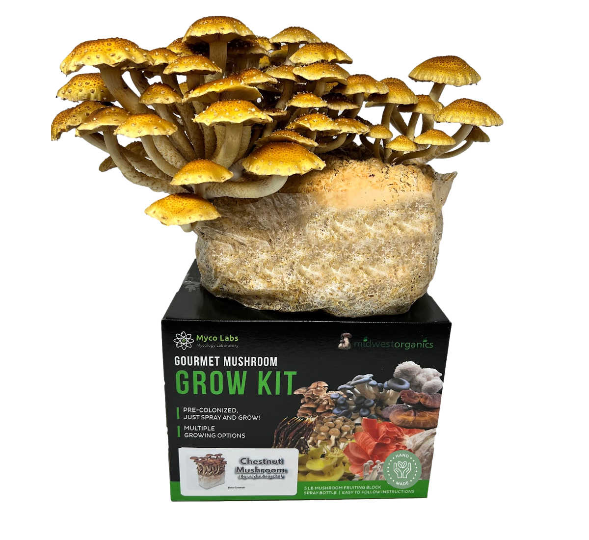Midwest Grow Kits - 5lbs Chestnut Mushroom Growing Kit for Home Cultivation | Easy Indoor Mushroom Farming | Perfect for Organic Gardeners & Cooking Enthusiasts