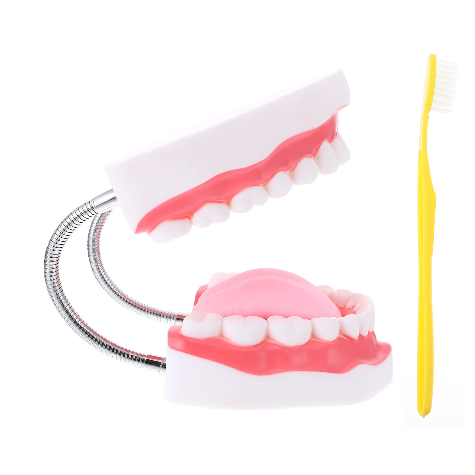 Professional Dental Teeth Model & Toothbrush Set - Adult Standard Typodont Demonstration Kit for Dental Teaching, Study & Kids Education | Perfect for Dentists, Students & Classroom Clean Display