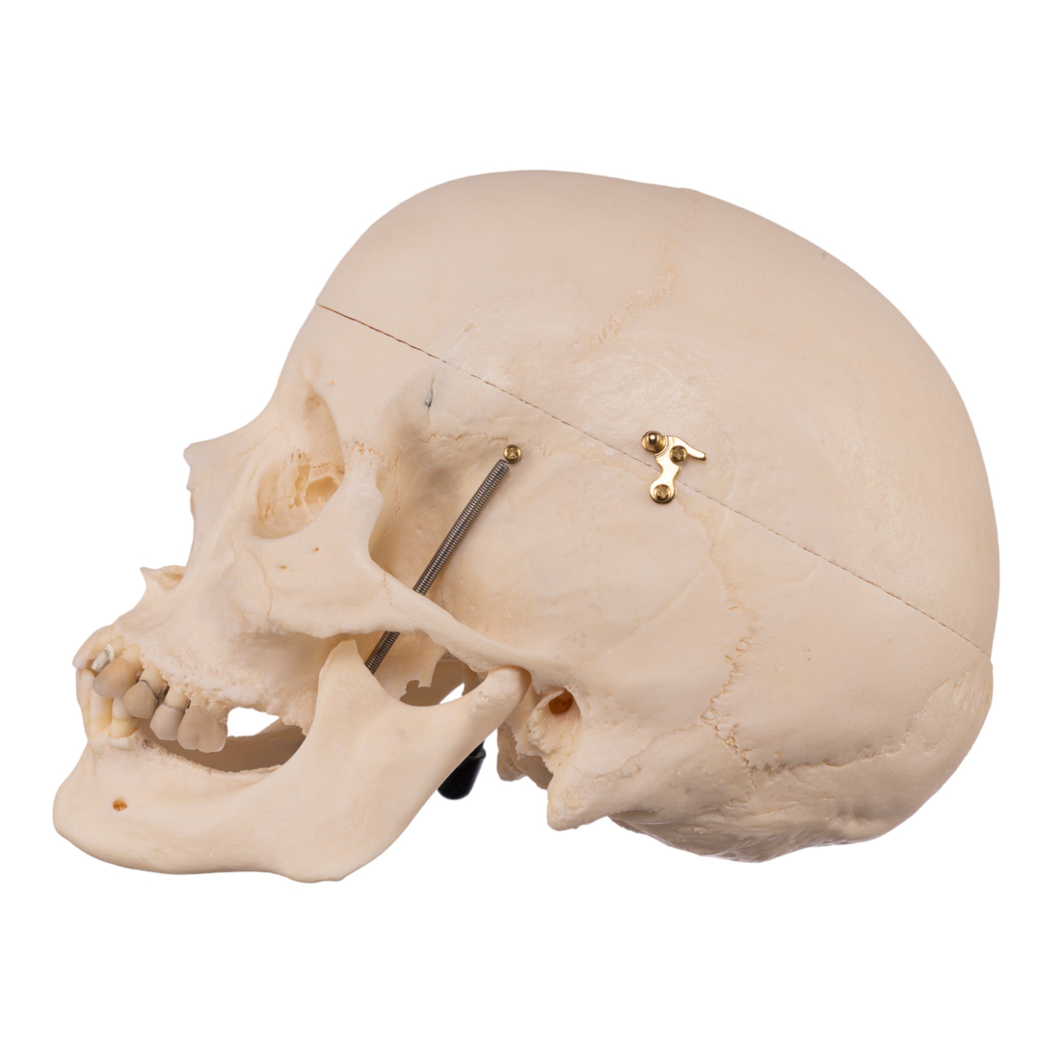 Premium Anatomical Human Skull Model - Accurate Medical & Educational Replica for Students, Doctors & Collectors | Perfect for Classroom Study, Medical Training & Halloween Decor