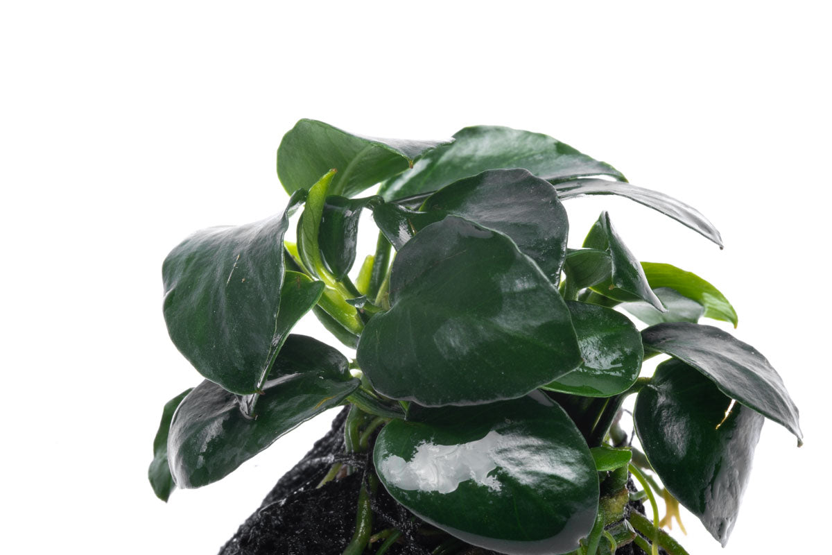 Anubias Barteri Petite Round Lava Stone - Live Aquarium Plant for Fish Tank Decor | Perfect for Nano Tanks, Aquascaping & Low Light Aquariums