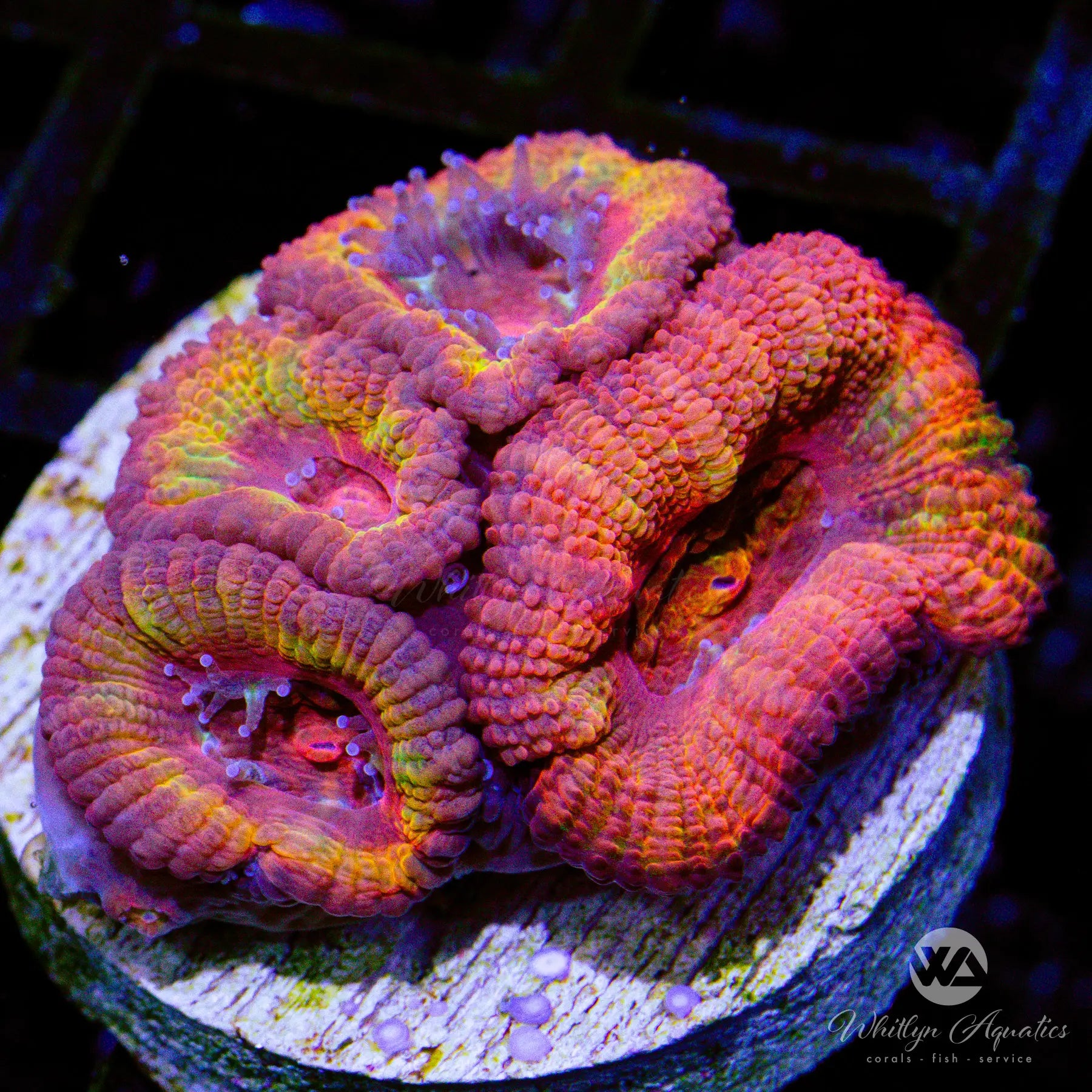 B07 WA Tequila Sunrise Acan Coral - Premium WYSIWYG Live Coral for Saltwater Aquariums | Perfect for Reef Tanks & Marine Displays