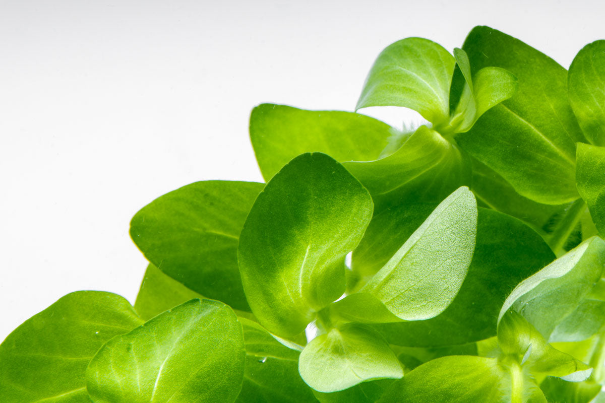Bacopa Monnieri (Brahmi) - Premium Organic Herbal Supplement for Memory, Focus & Stress Relief - Natural Brain Booster for Study, Work & Meditation