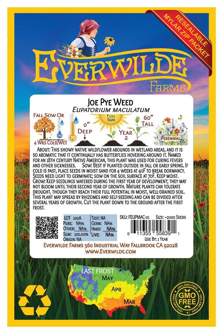 Everwilde Farms - 2000 Joe Pye Weed Native Wildflower Seeds - Gold Vault Jumbo Seed Packet for Pollinator Gardens & Natural Landscaping
