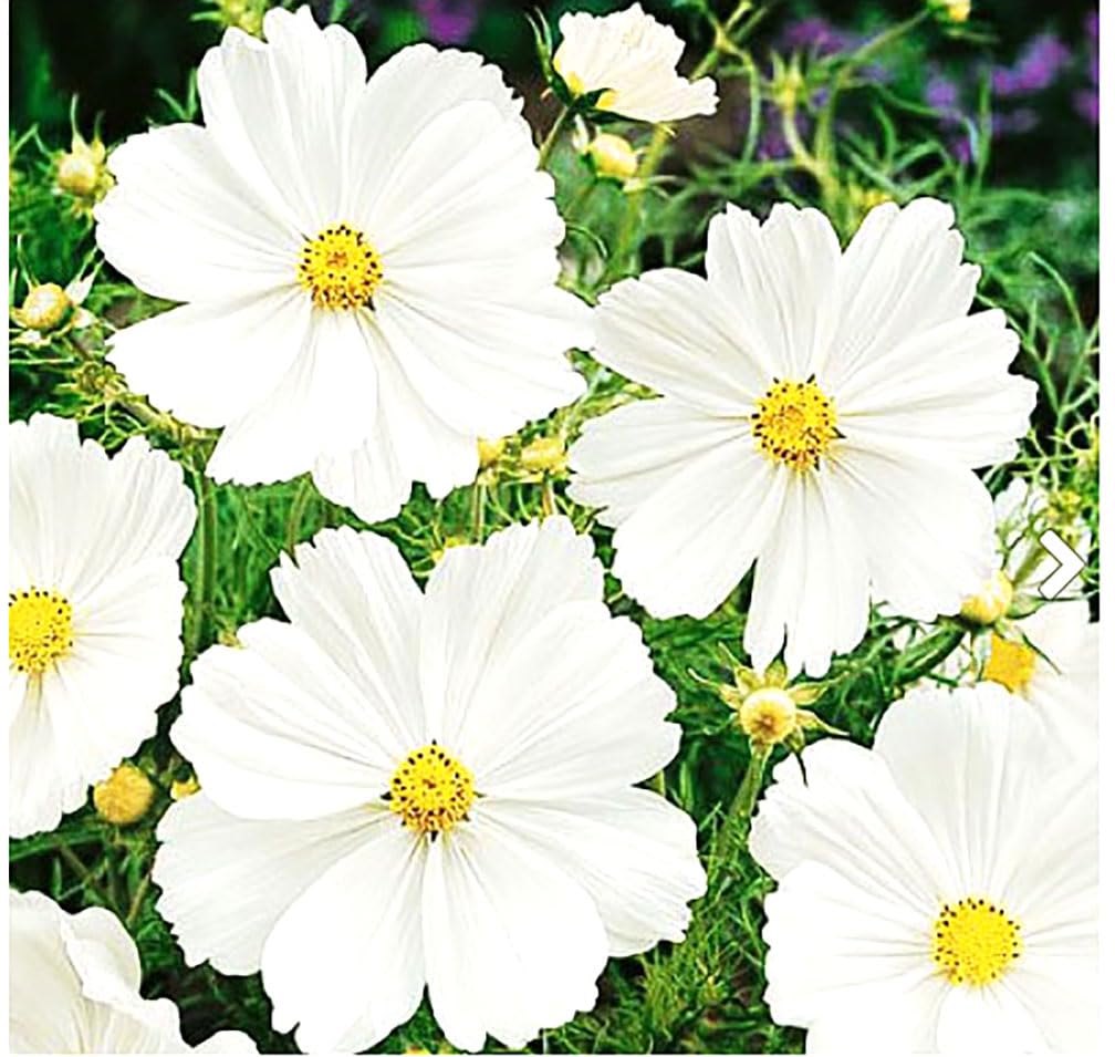 1000 Cosmos Tall Sensation Flower Seeds - Long Blooming Perennial for All Zones (4-5 Feet Tall) - Perfect for Garden Borders, Cut Flowers & Pollinator Gardens