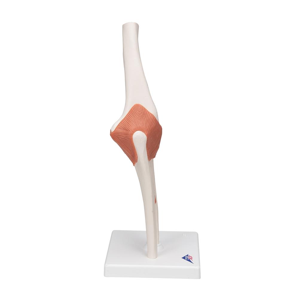 Functional Elbow Joint Model - Anatomical Medical Demonstration Tool for Students & Professionals | Ideal for Classroom, Lab & Physical Therapy Training