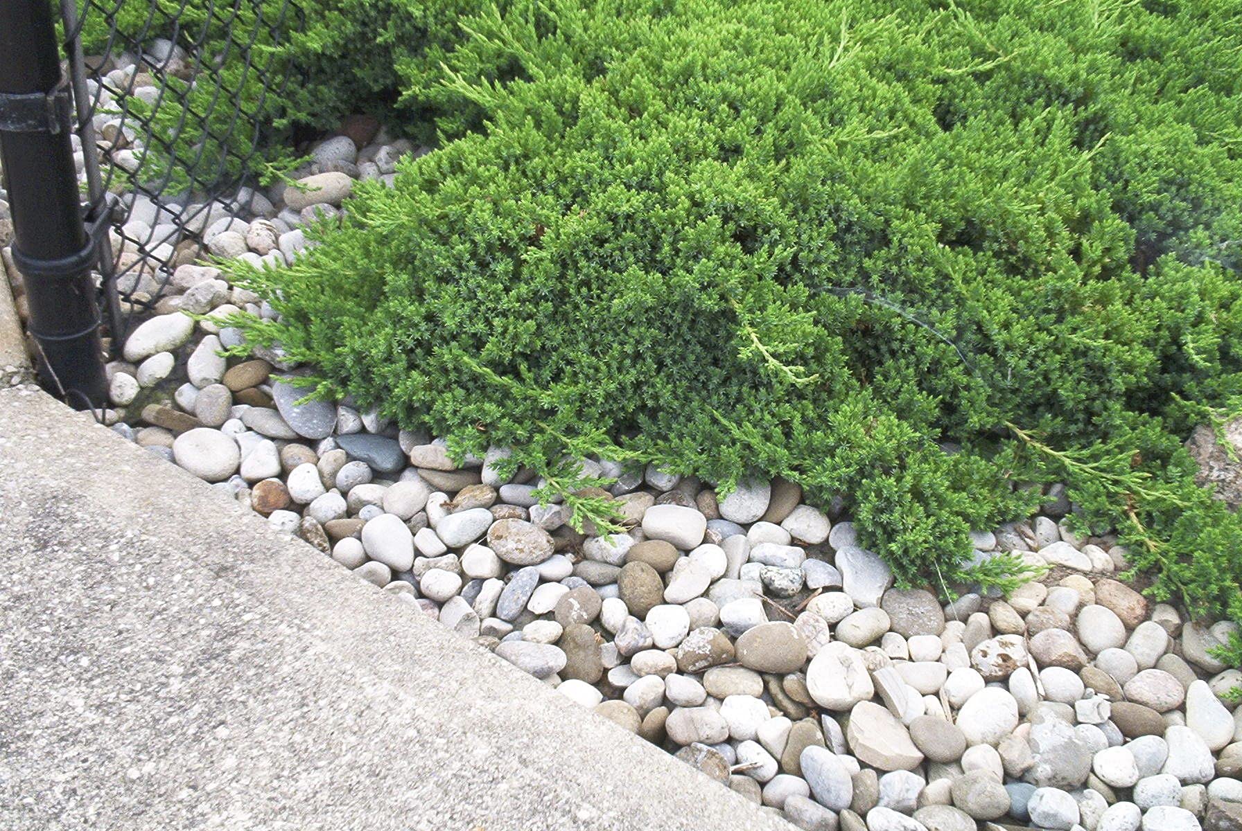 Juniper Sea Spray - 15 Live 4 Inch Pots - Juniperus Chinensis Plants - Drought Tolerant, Cold Hardy Evergreen Groundcover for Landscaping, Rock Gardens & Erosion Control