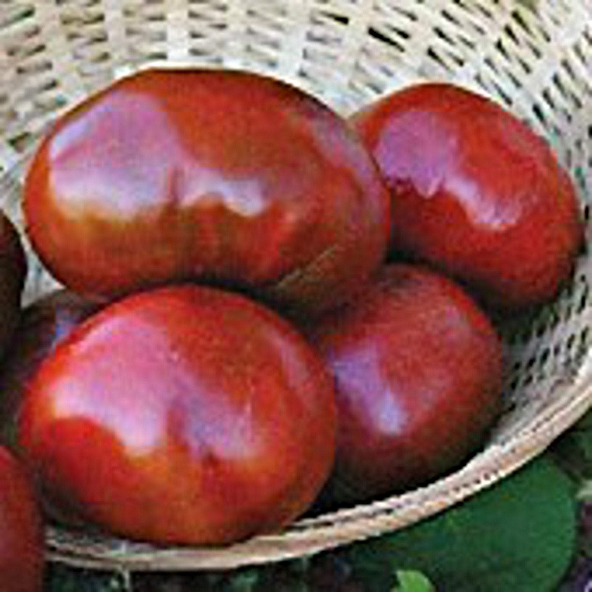 Organic Paul Robeson Tomato Seeds - Non-GMO Heirloom Variety (25+ Seeds) for Home Gardening, Canning & Fresh Salads - Seed King Express
