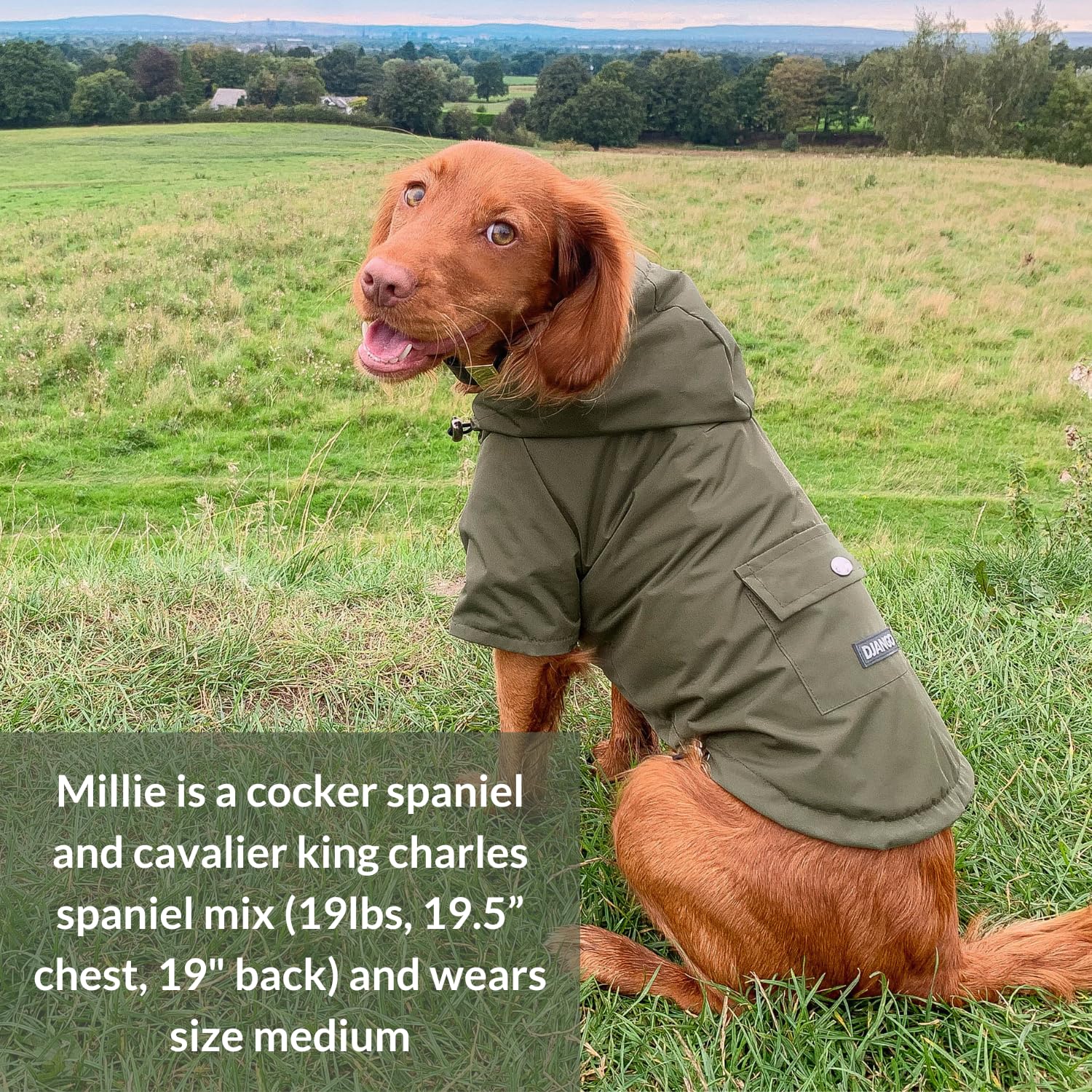 DJANGO Highland Waterproof Dog Jacket with Hood - Adjustable Lightweight Blue Coat for Small & Medium Dogs | Harness Hole, Cozy Lining & Back Pocket | Perfect for Outdoor Hiking, Winter Walks & Rainy Day Adventures (Medium, Blue)