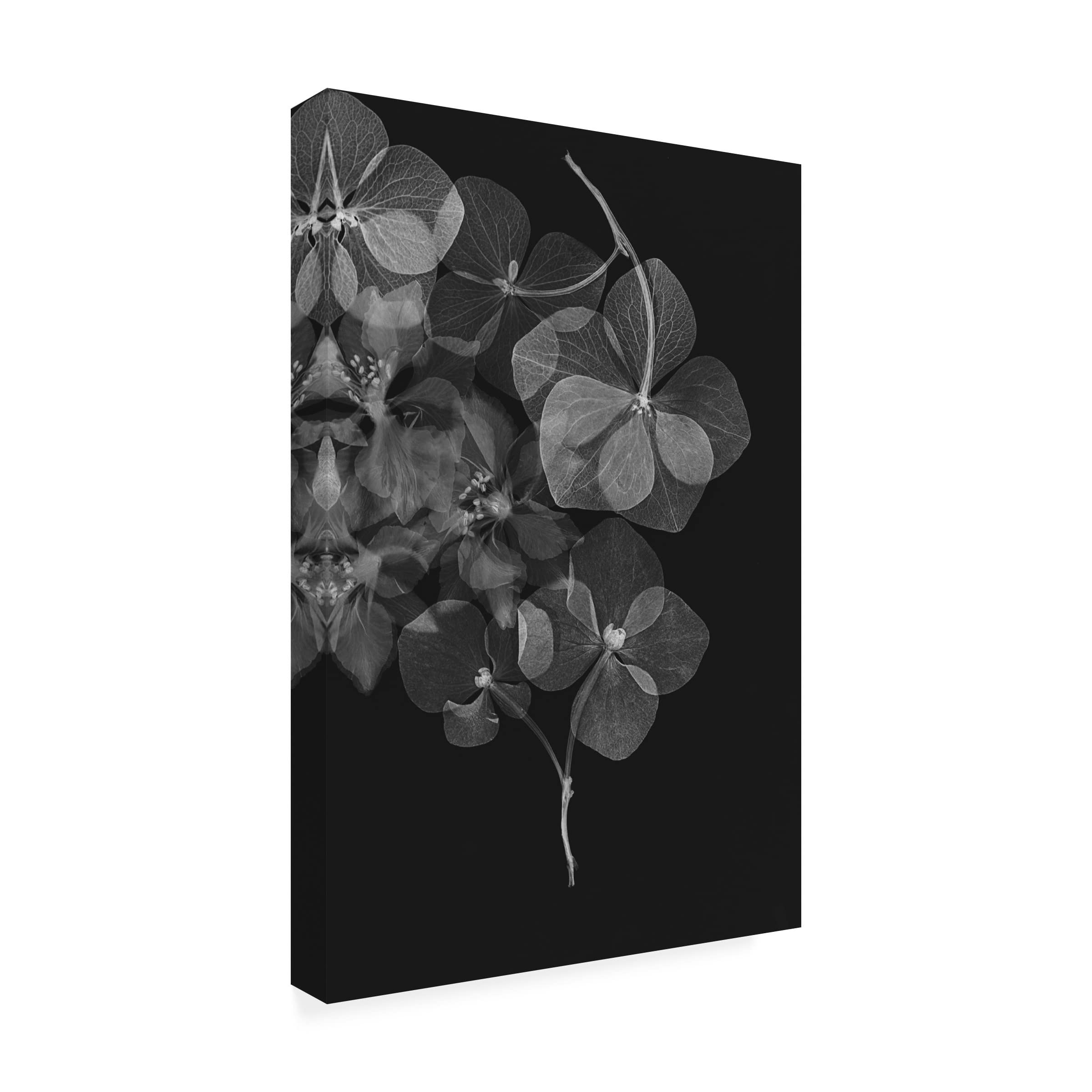 Trademark Fine Art 'Botanical 25' Canvas Wall Art Print by Lenka - Floral Home Decor for Living Room, Bedroom & Office