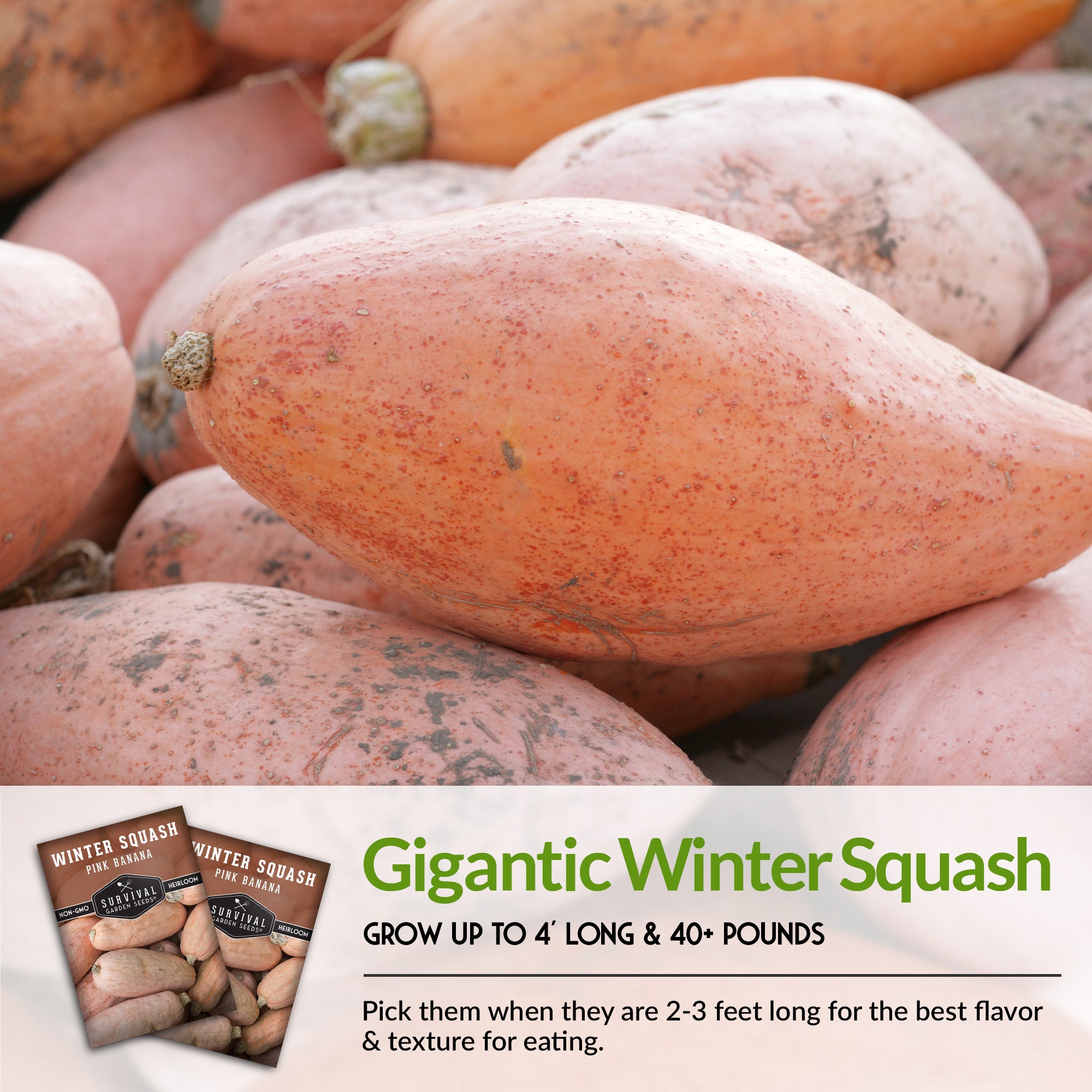 Organic Pink Banana Winter Squash Seeds - Non-GMO Heirloom Variety for Home Gardening | Perfect for Fall Recipes, Soups, and Seasonal Decor