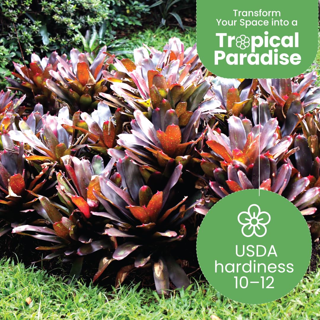 Live Bromeliad Fireball Neoregelia Plant in 6