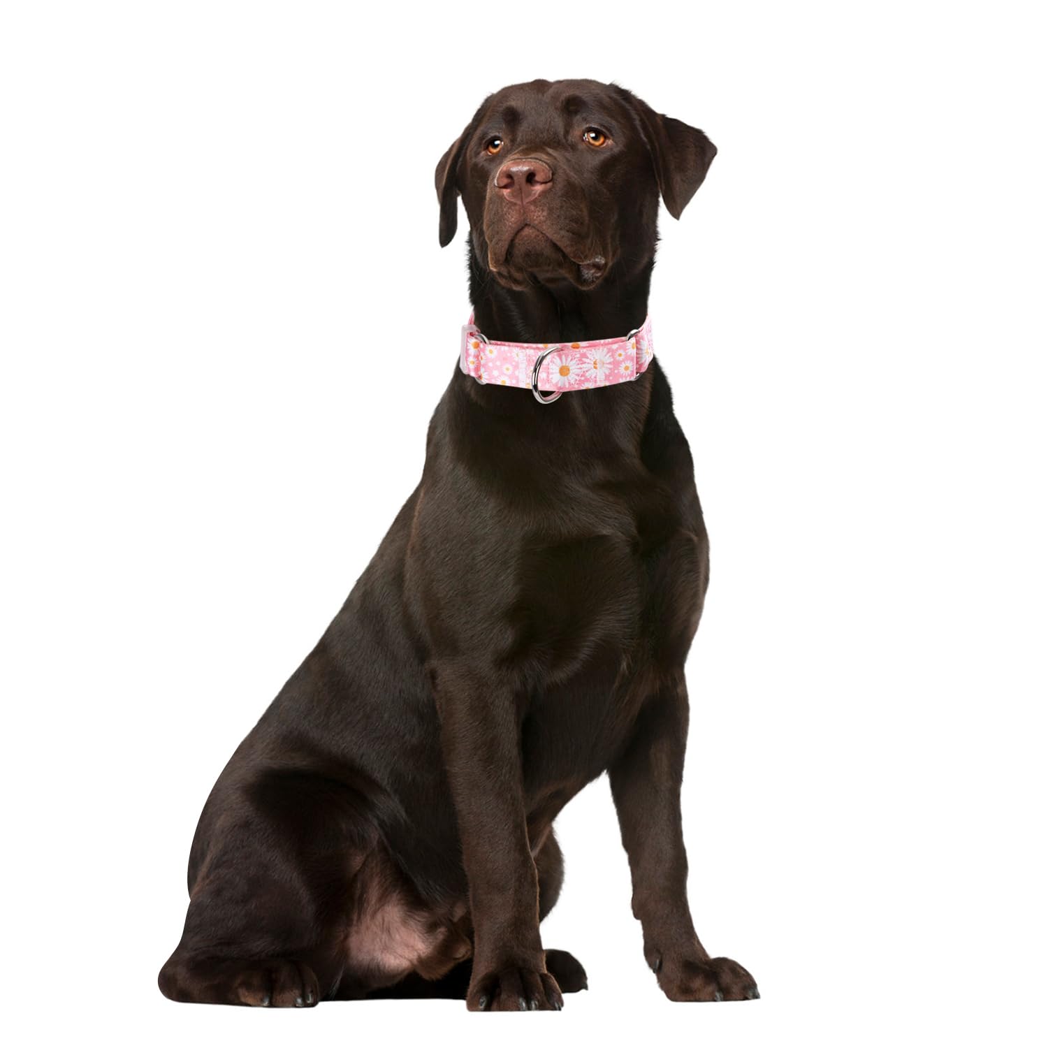 Martingale Dog Collar - No-Slip Escape Proof Choke Free Training Collar - Adjustable Soft Nylon Pet Collar for Small Medium Large Dogs - Pink Daisy Floral Design - Perfect for Walks, Training & Outdoor Adventures