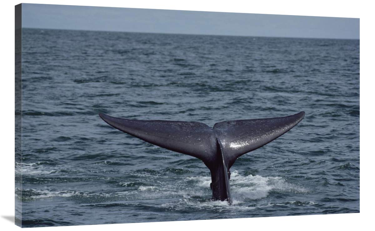 44 Inch Blue Whale Tail Art Print - Sea of Cortez Mexico Marine Photography by Flip Nicklin - Perfect for Ocean Themed Home Decor & Beach House Wall Art