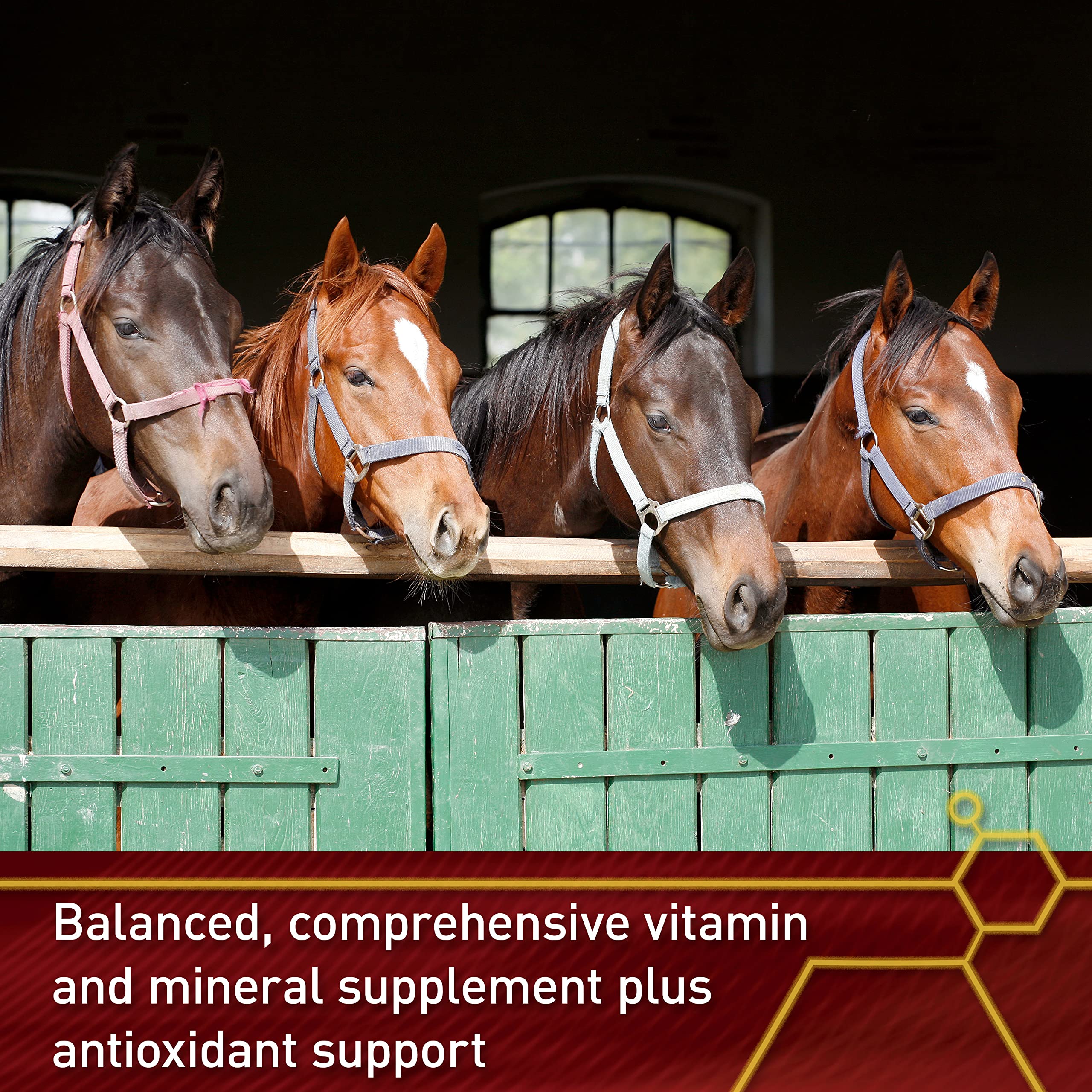 Pro Accel Equine Health & Wellness Supplement for Horses – 10 lb | Supports Joint Health, Coat Shine & Immune System | Ideal for Performance Horses & Senior Equine Care