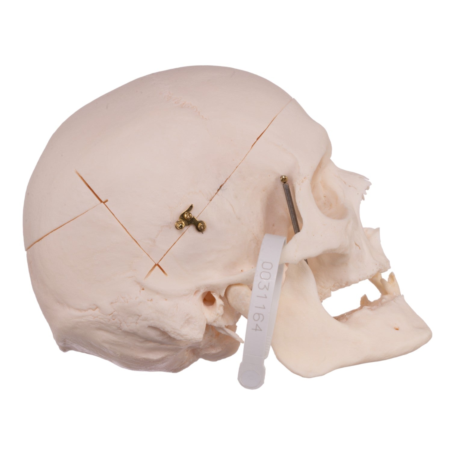 Premium Anatomical Human Skull Model - Accurate Medical & Educational Tool for Students, Doctors & Researchers | Perfect for Classroom, Lab & Study Use
