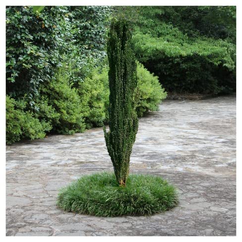 Sky Pencil Japanese Holly Tree (Ilex Crenata) - 50 Live Plants in 2.5