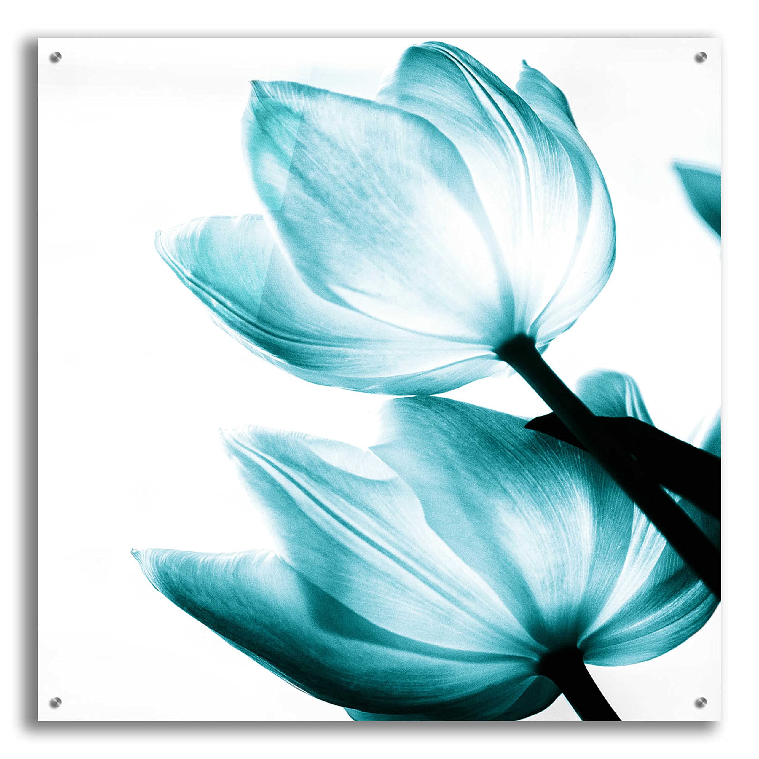 Debra Van Swearingen Translucent Tulips II Teal Acrylic Glass Wall Art - 36x36 Inches Modern Home Decor for Living Room, Bedroom & Office