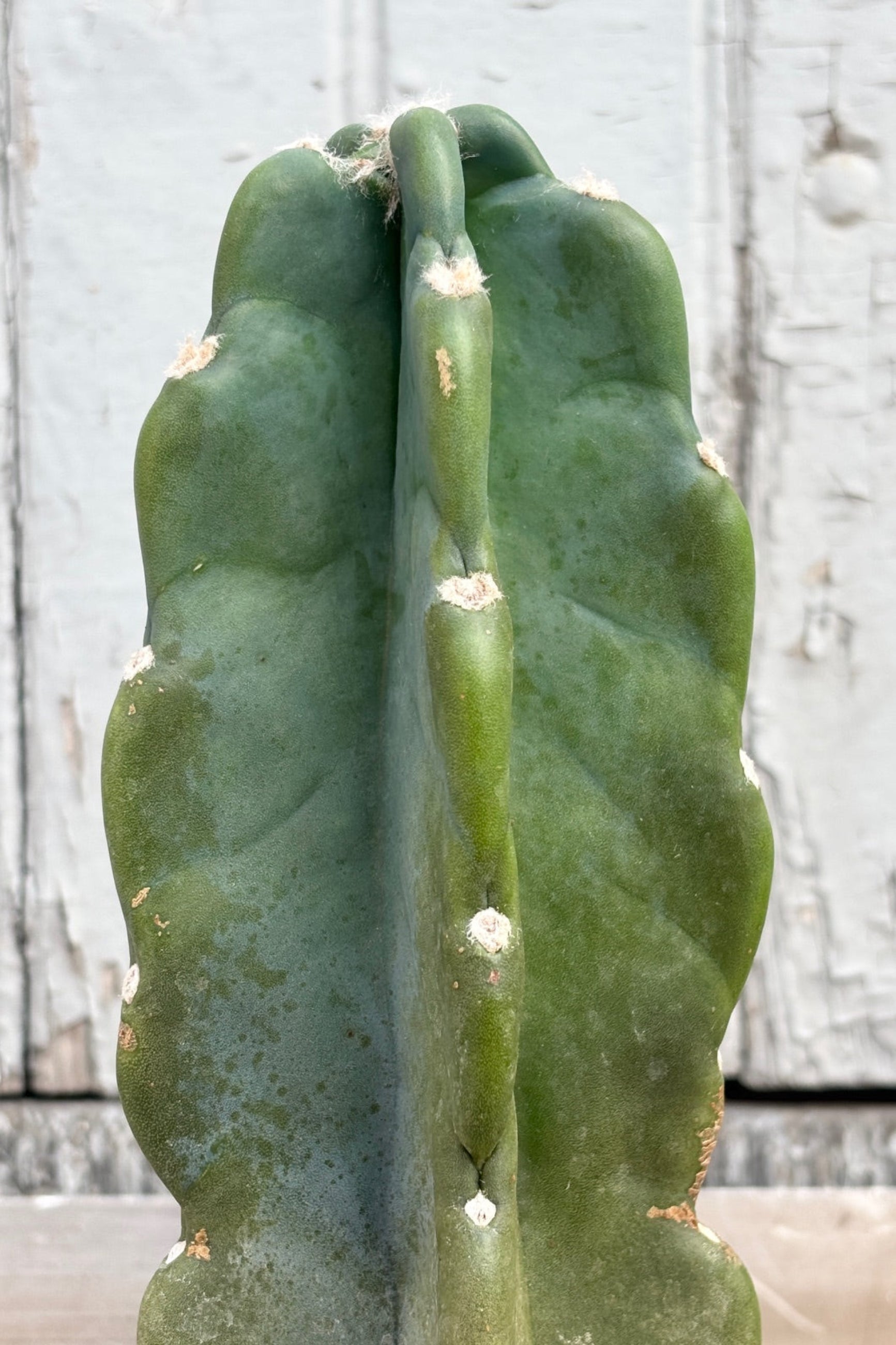 Buy Cereus Peruvianus Cactus - Live Plant for Home & Garden Decor | Drought-Resistant Indoor & Outdoor Succulent | Perfect for Landscaping, Office, and Patio Decor