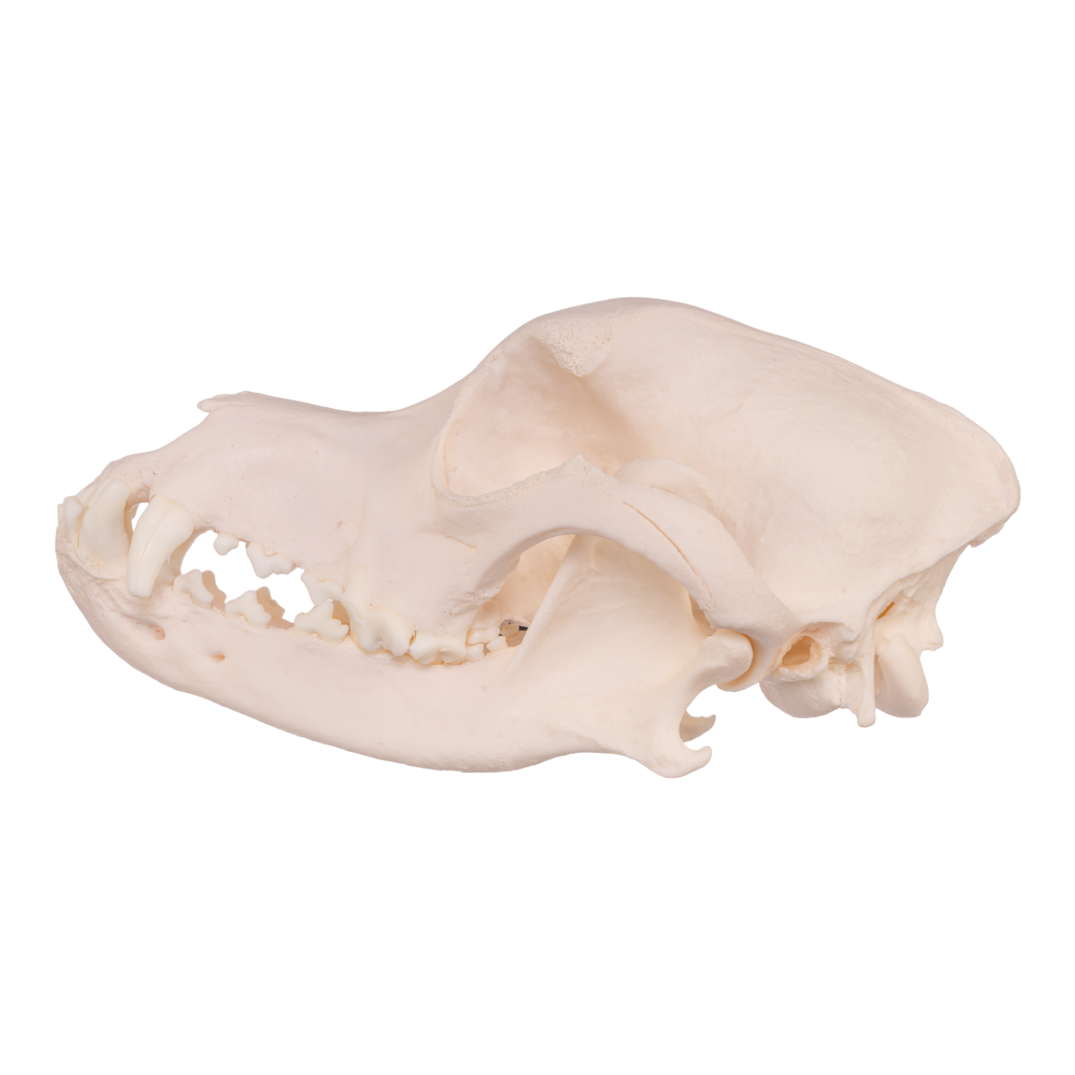 Authentic Rottweiler Dog Skull - Real Domestic Canine Bone Specimen for Veterinary Study, Taxidermy & Gothic Decor | Perfect for Halloween, Oddity Collections & Educational Displays
