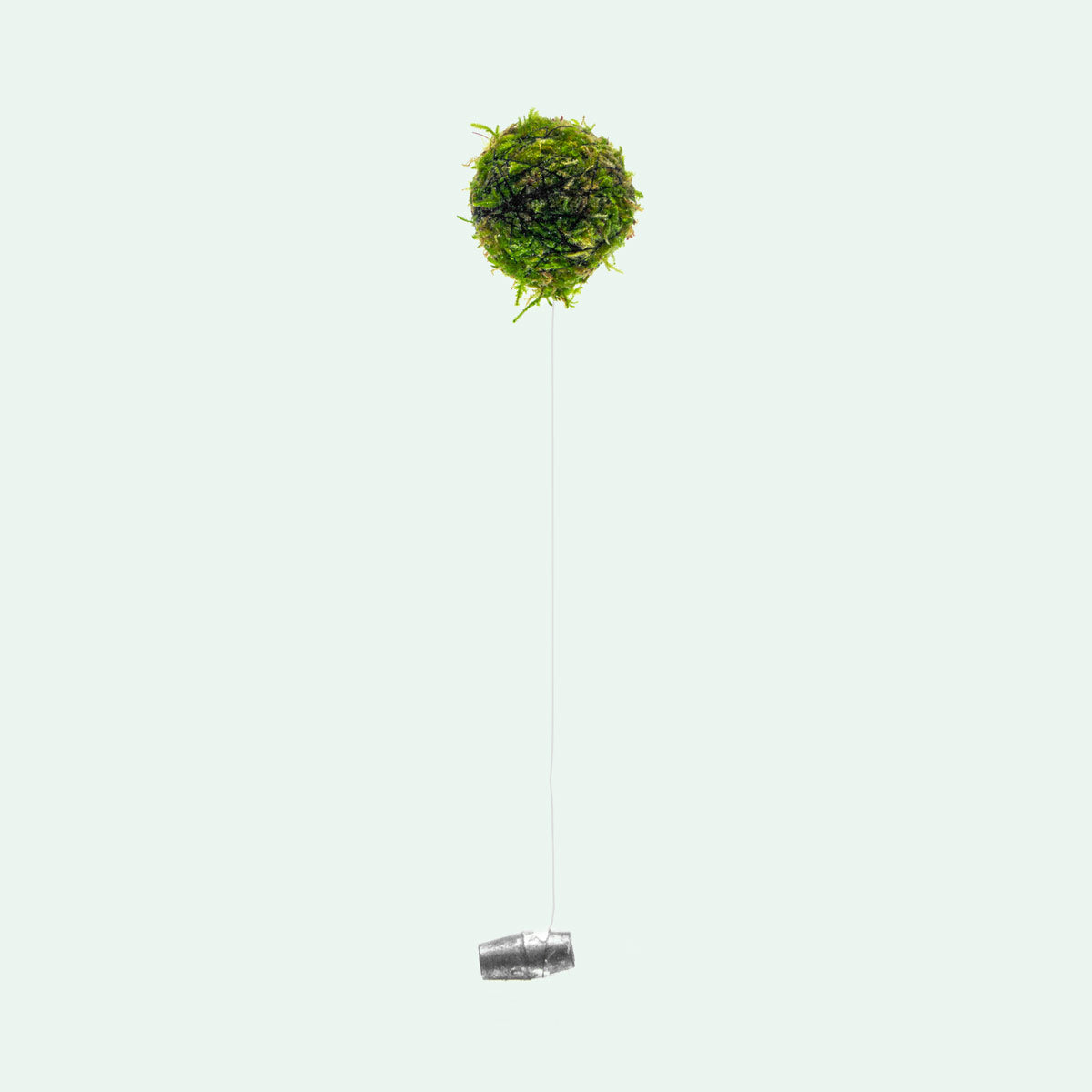 Premium Marimo Moss Ball for Aquariums - Natural Live Aquatic Plant for Fish Tanks, Terrariums & Home Decor - Perfect for Betta Fish, Shrimp Habitats & Water Filtration