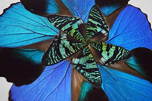 Eydelia Butterfly Wing Wall Art - Blue Floral Home Decor for Living Room, Bedroom & Office