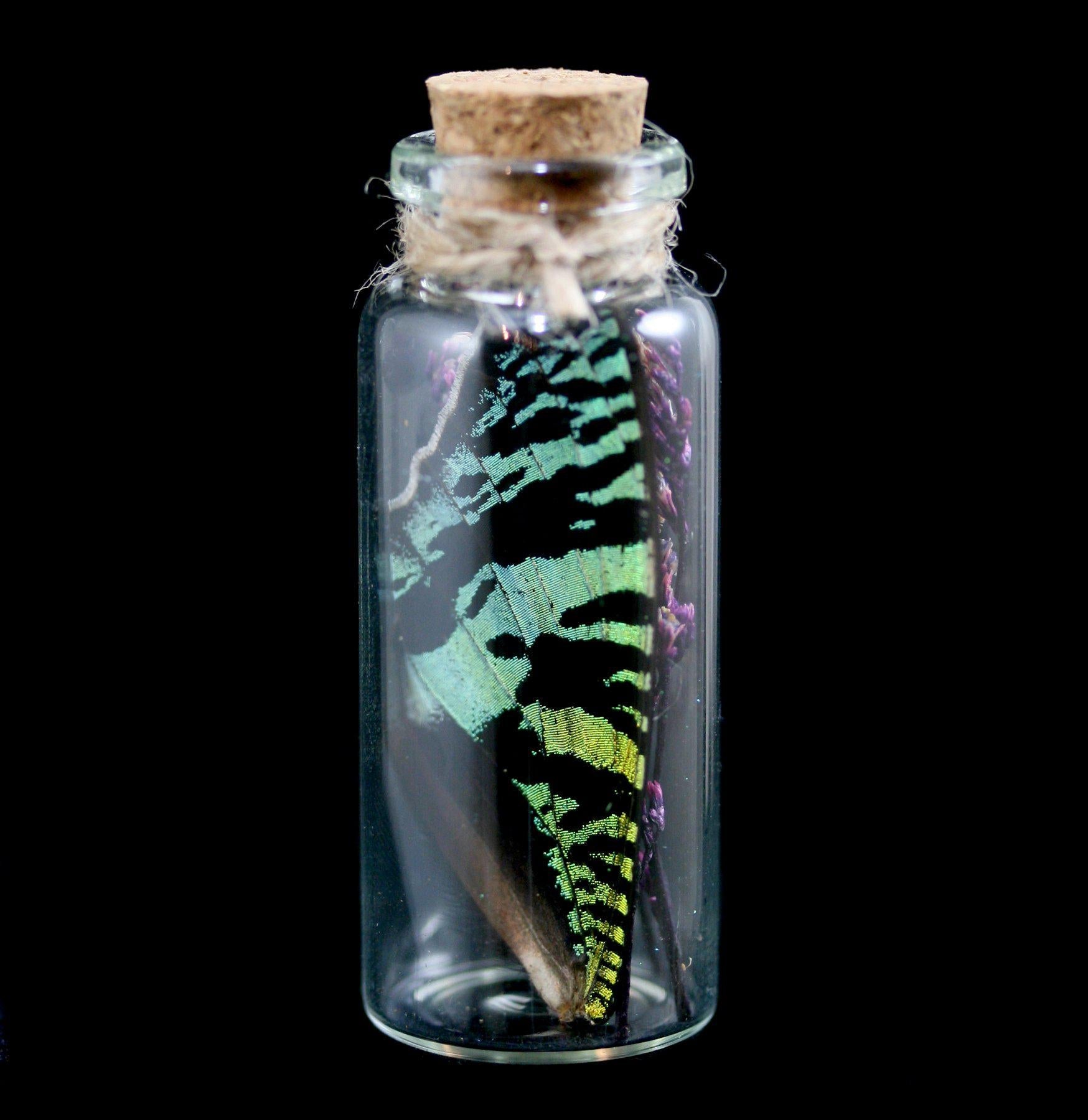 Butterfly Wing in Glass Bottle - Unique Decorative Collectible for Home, Office & Gift Giving - Perfect for Nature Lovers & Science Enthusiasts
