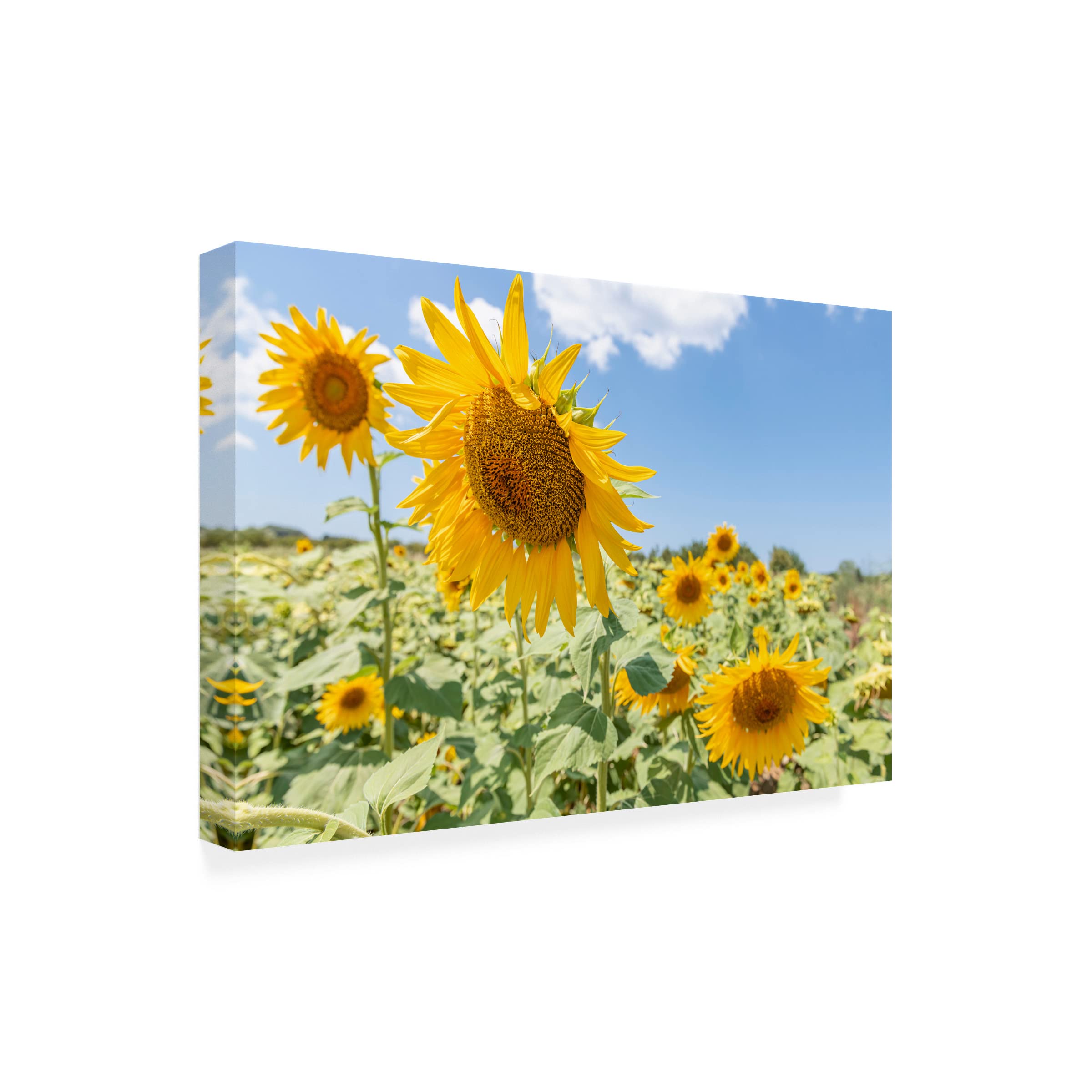Richard Silver 'Sunflowers I' Canvas Wall Art Print - Floral Home Decor for Living Room, Bedroom & Office - Premium Trademark Fine Art Reproduction