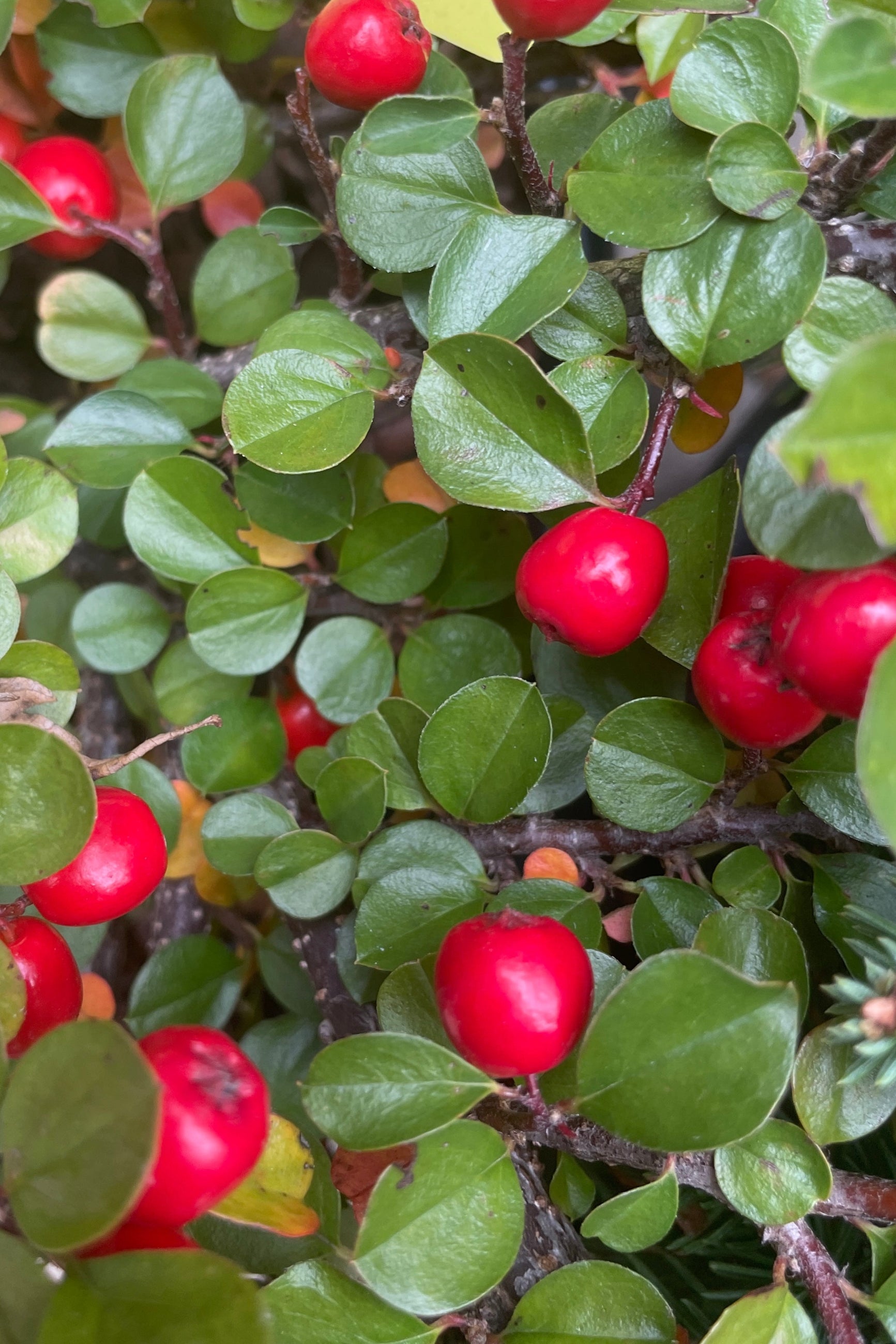 Buy Cotoneaster Apiculatus #2 - Hardy Shrub for Landscaping, Ground Cover & Erosion Control | Perfect for Gardens, Borders & Slopes