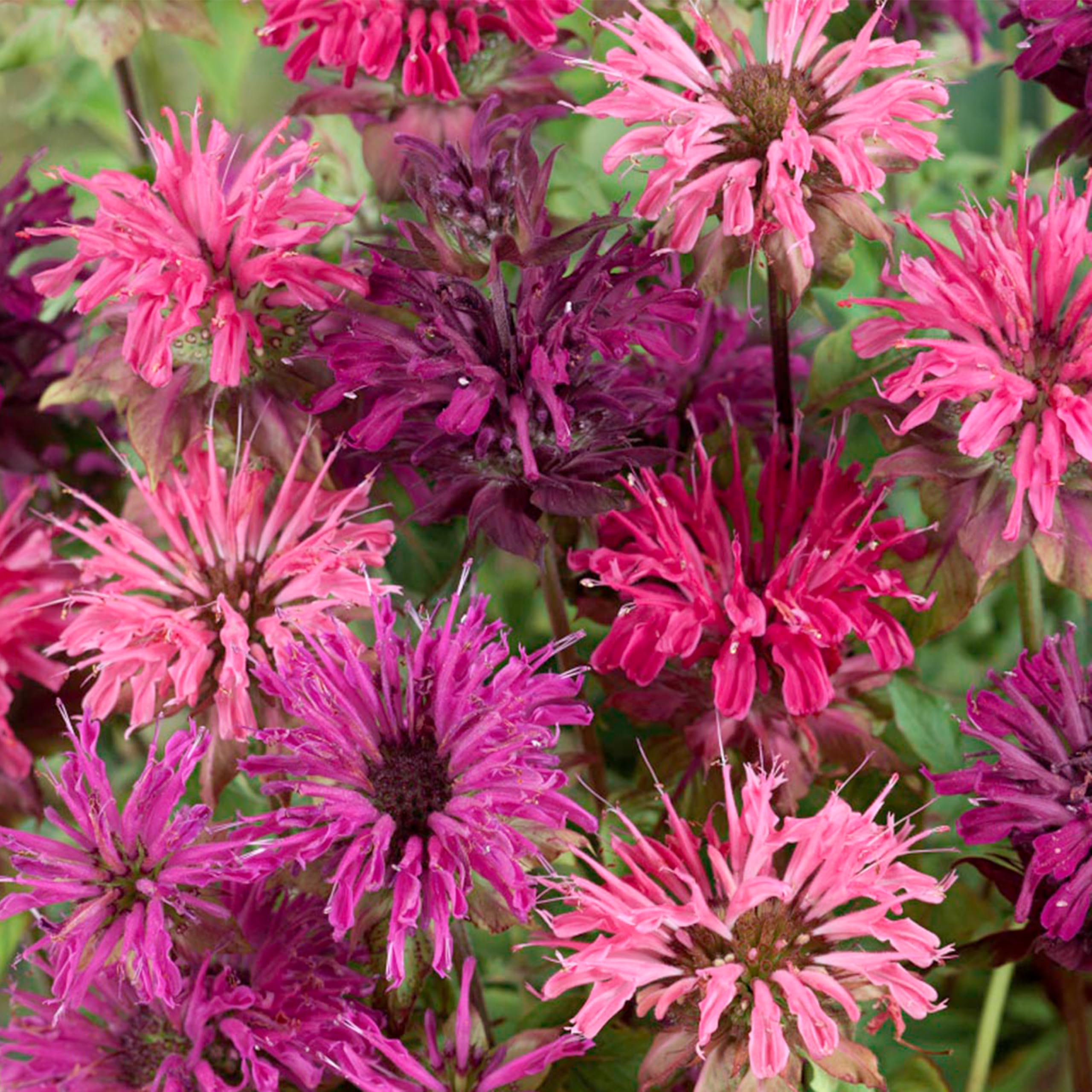 KVITER 25 Lemon Mint Bee Balm Seeds Mix (Monarda Citriodora) – Wild Bergamot & Horsemint Heirloom Seeds – Native Wildflower Seeds for Outdoor Garden & Container Planting – Attracts Pollinators & Enhances Landscapes