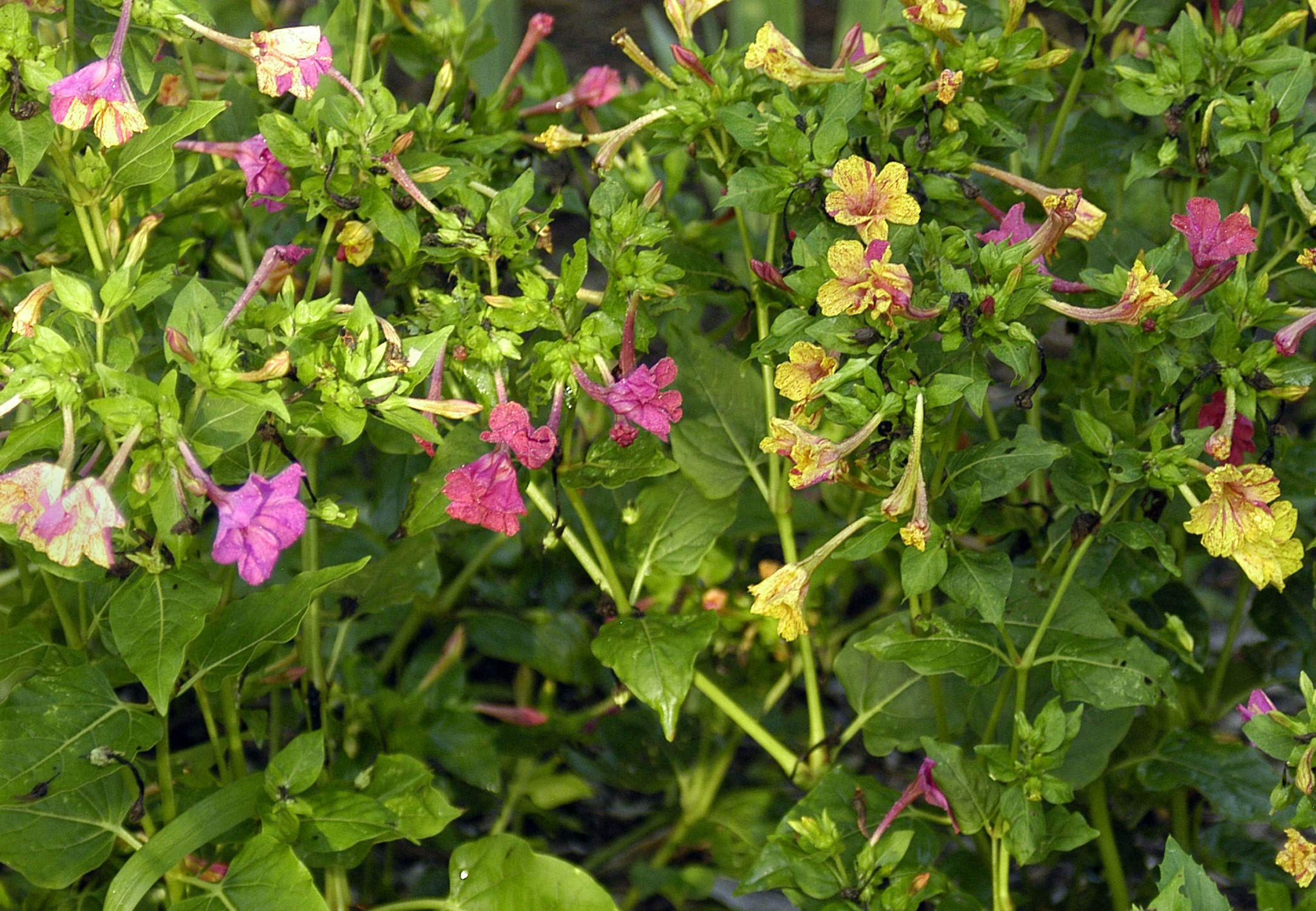 UtopiaSeeds Broken Colors Four O'Clock Flower Seeds (Mirabilis Jalapa) - Heat & Drought Tolerant, Fragrant Blooms for Gardens, Landscaping & Containers - Perfect for Sunny Borders, Patios & Xeriscaping