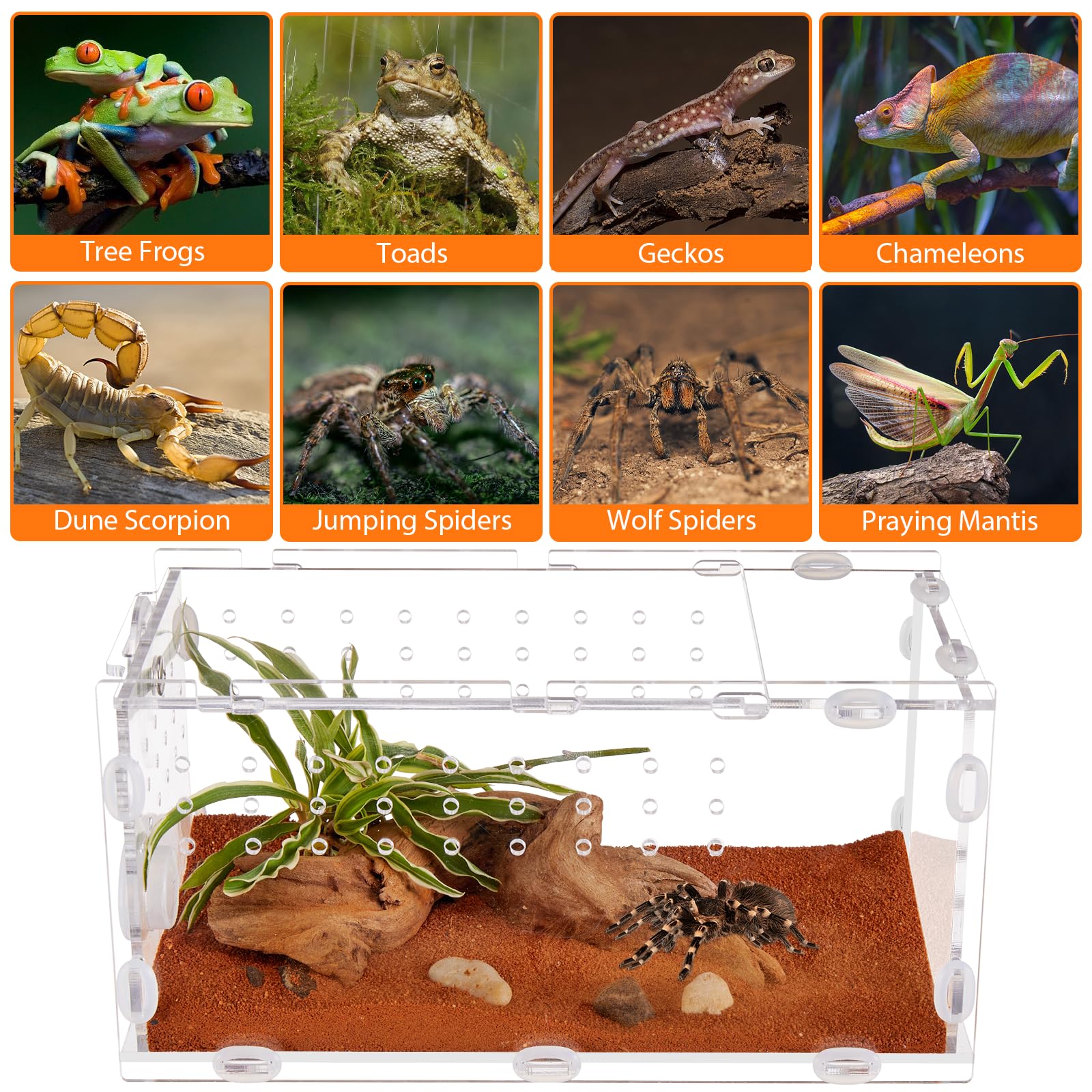 Premium Acrylic Spider Terrarium 6x8x14 - Ideal Enclosure for Jumping Spiders, Tarantula Larvae & Insects - Perfect for Pet Arthropod Habitat, Breeding & Observation - Great for Home, Classroom or Office Display