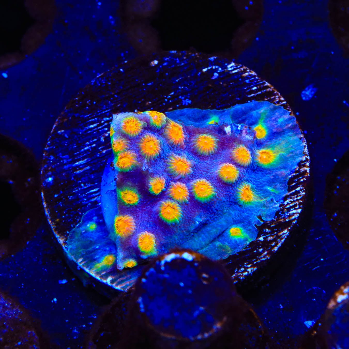 CB Monet Madness Cyphastrea Coral - Premium Saltwater Aquarium Coral for Reef Tanks | Perfect for Marine Aquascaping and Coral Propagation