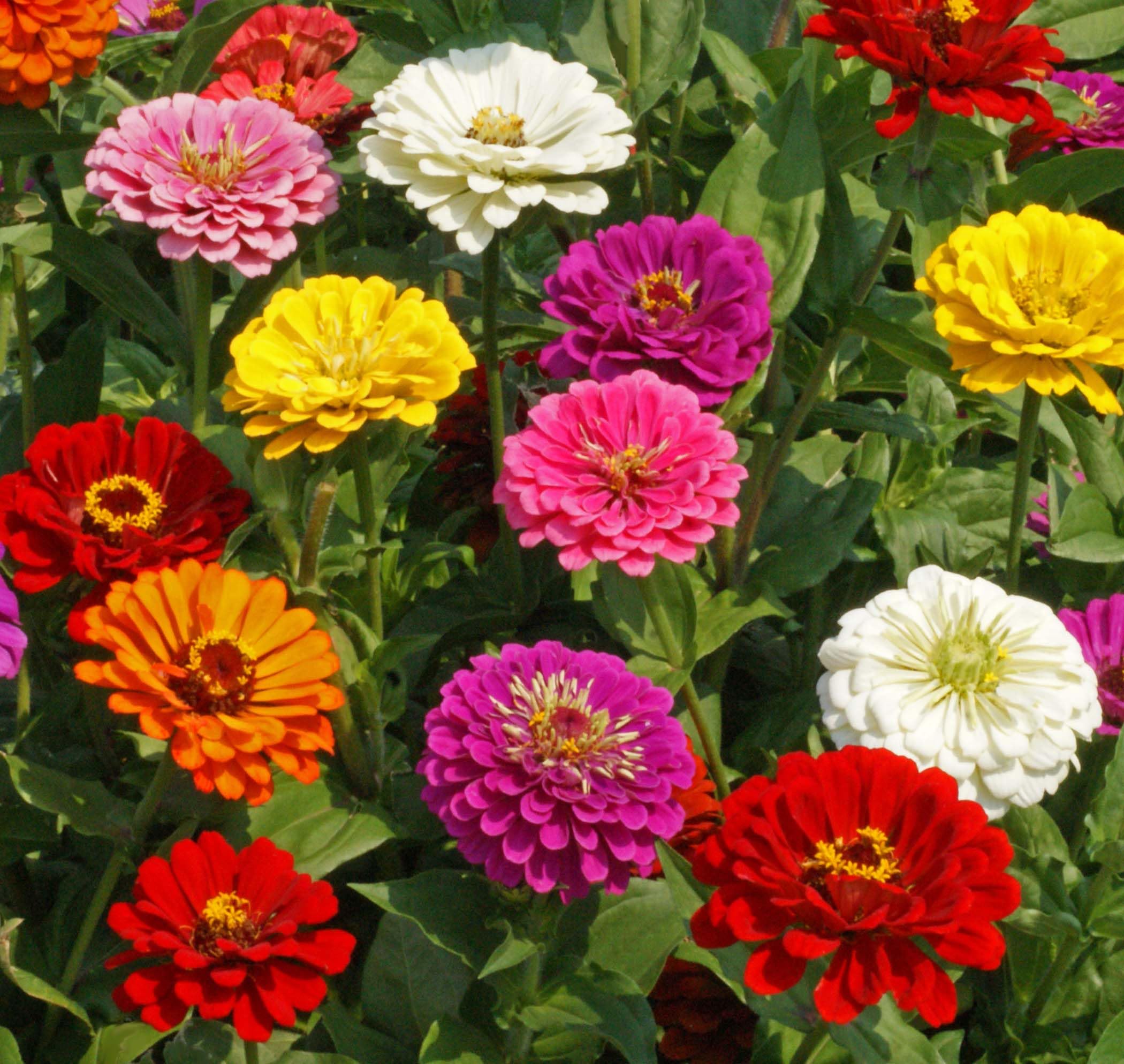 California Giant Zinnia Flower Seeds Mix - Bulk 5 Lb Pack for Vibrant Garden Beds, Cut Flower Arrangements & Pollinator Gardens | Seed Kingdom Premium Quality Non-GMO Seeds