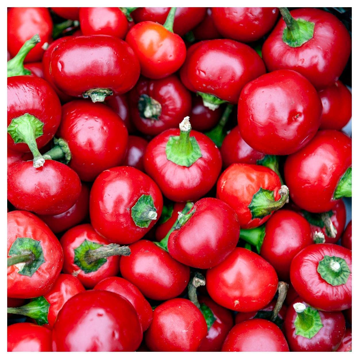 Everwilde Farms - 50 Red Cherry Hots Hot Pepper Seeds - Gold Vault Seed Packet for Spicy Garden Planting & Home Cooking