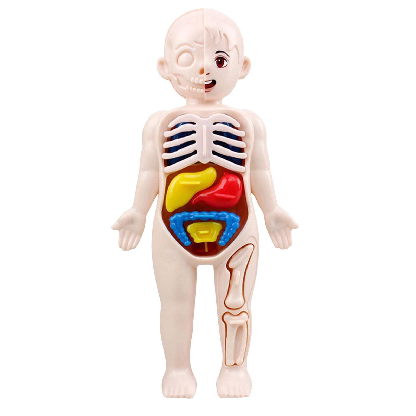 Human Torso Anatomy Model - Mini Human Body Organ Model for Medical Education & Learning - Perfect for Students, Teachers & Adult Anatomy Study - Classroom & Home Learning Tool