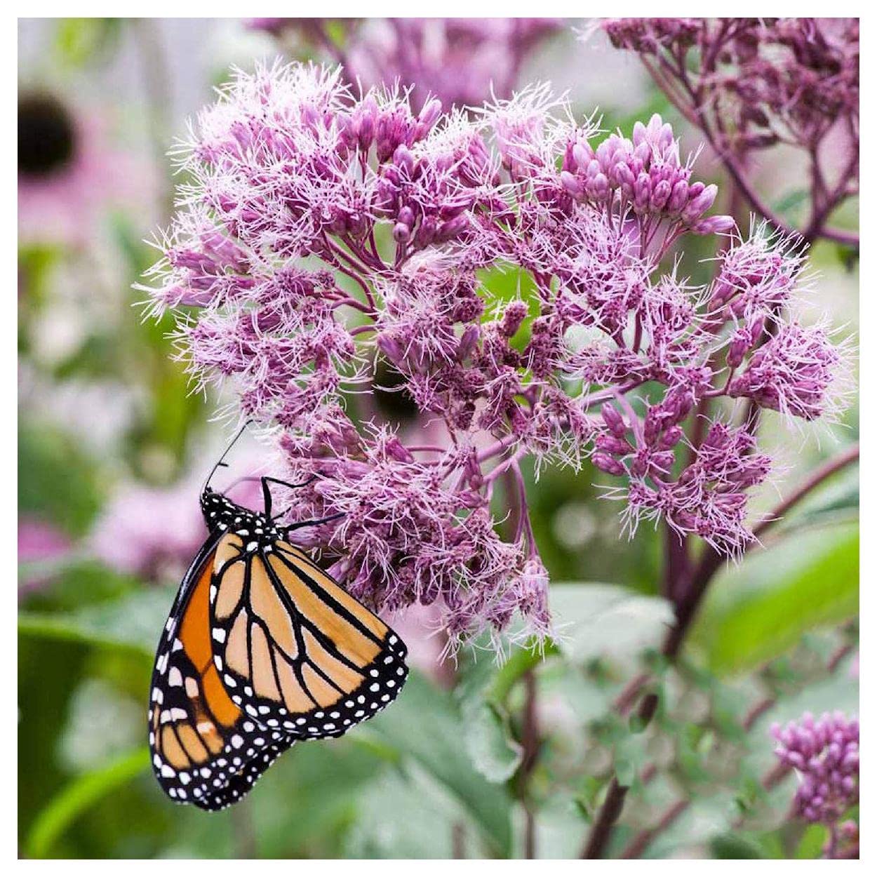 Everwilde Farms 800 Sweet Joe Pye Weed Native Wildflower Seeds - Gold Vault Seed Packet for Pollinator Gardens & Natural Landscaping