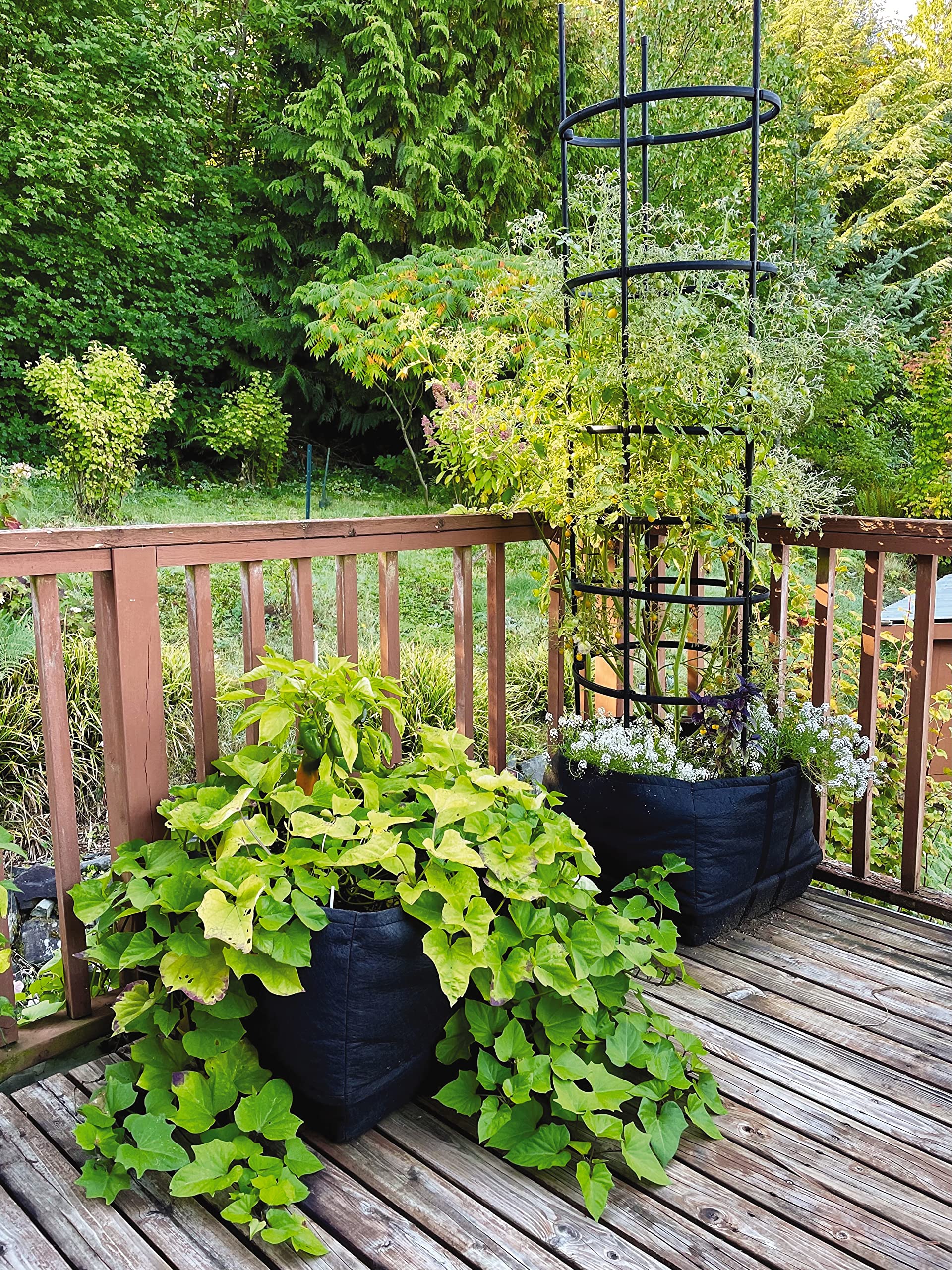 Titan Self-Watering Tomato Planter with Trellis - All-in-One Tomato Growing Kit | Includes Grow Bag, Trellis & Watering Inserts | Perfect for Patio, Balcony & Home Gardening | Large Capacity for Healthy Tomato Plants