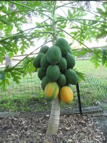50+ Fresh Rare Dwarf Waimanalo Papaya Seeds - Tropical Fruit Tree Plants for Home Garden, Patio & Backyard Planting - Perfect for DIY Gardening, Landscaping & Gift Giving